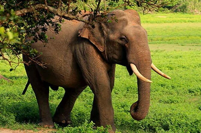 Yala National Park Leopard Safari - HALF DAY/FULL DAY TOUR - A Closer Look at the Safari Experience