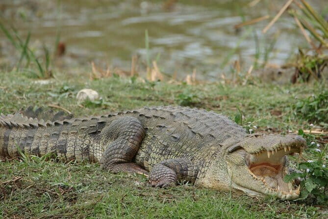 Yala National Park Morning or Afternoon Leopard Safari - Introduction: An Authentic Sri Lankan Safari Experience