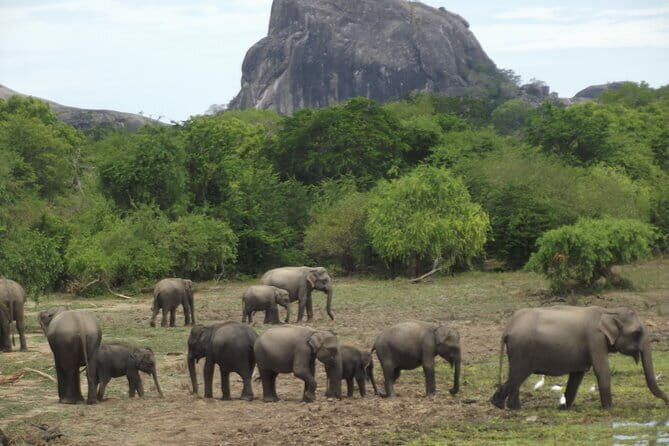 Yala National Park Morning or Afternoon Leopard Safari - Pricing and Value: Is It Worth the Cost?