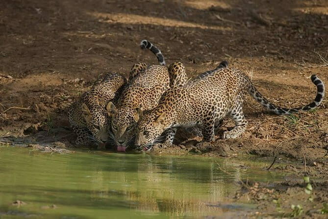Yala National Park Morning or Afternoon Leopard Safari - Who Will Appreciate This Safari?