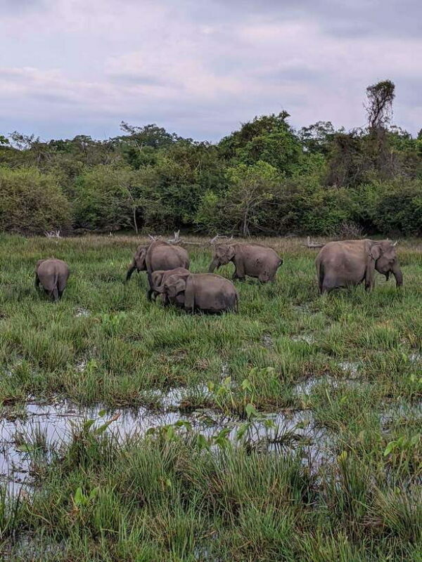 Yala National Park: Morning or Afternoon Safari ( 5 h ) - Value for Money