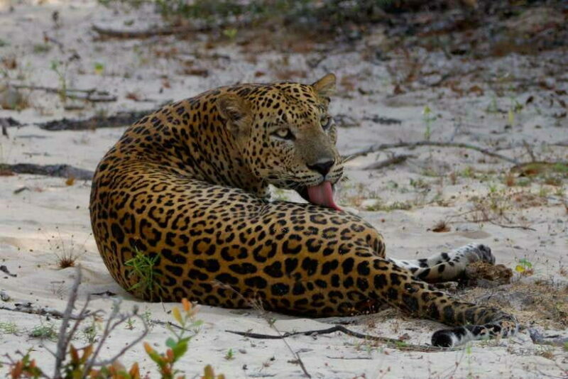 Yala National Park: Morning or Afternoon Safari ( 5 h ) - Important Considerations