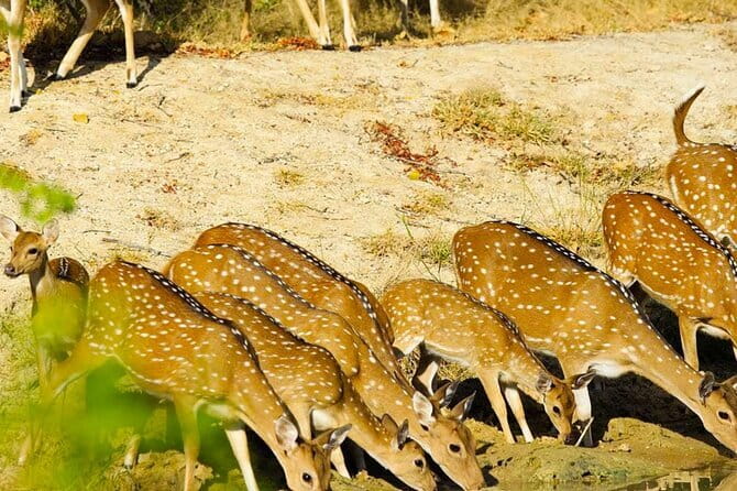 Yala National Park Private Jeep Safari From Colombo & Negombo - Wildlife Encounters