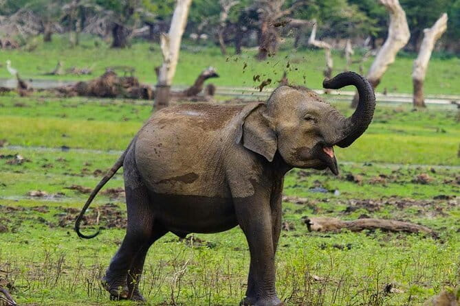 Yala National Park Private Jeep Safari From Colombo & Negombo - Jeep Safari Experience