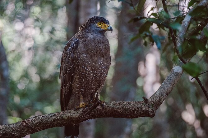 Yala National Park Private Safari - Personalized Safari Experience