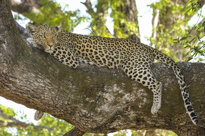 Yala National Park Private Safari - Transportation and Included Services