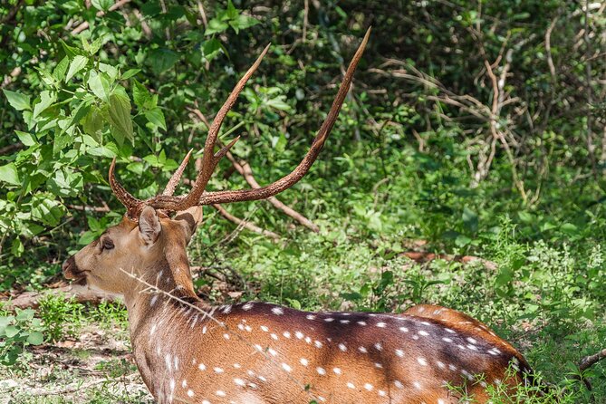 Yala National Park Private Safari - Getting to Yala National Park