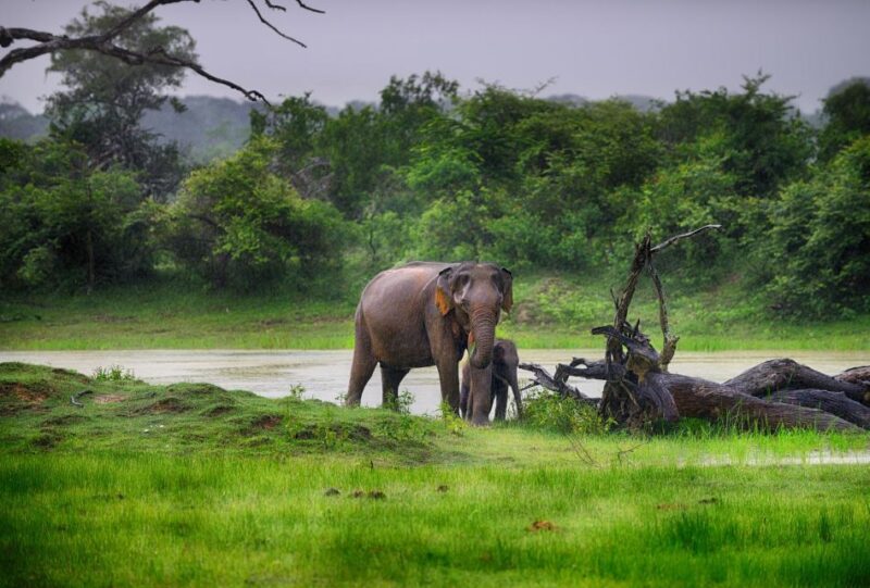 Yala National Park: Private Safari at Dawn or Dusk - Key Points