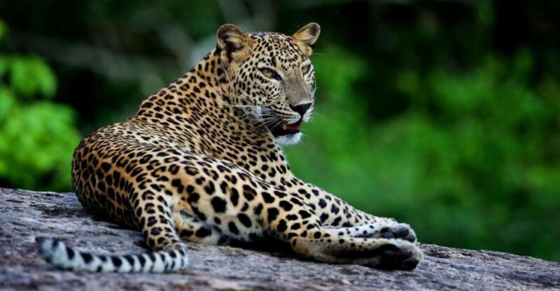 Yala National Park: Private Safari at Dawn or Dusk - Park Size and Location