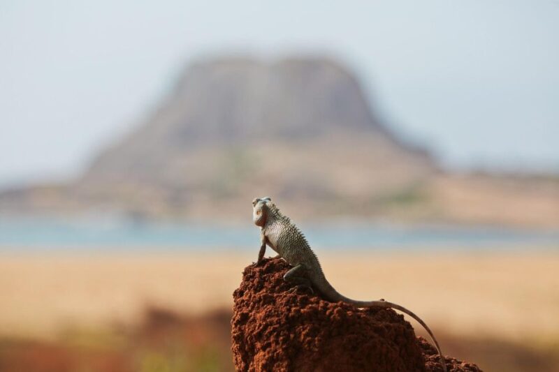 Yala National Park: Private Safari at Dawn or Dusk - Diverse Wildlife and Habitats