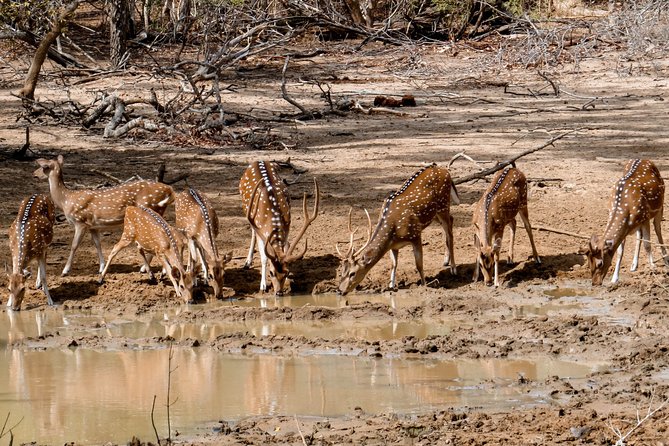 Yala National Park Private Safari - Safari Experience Details