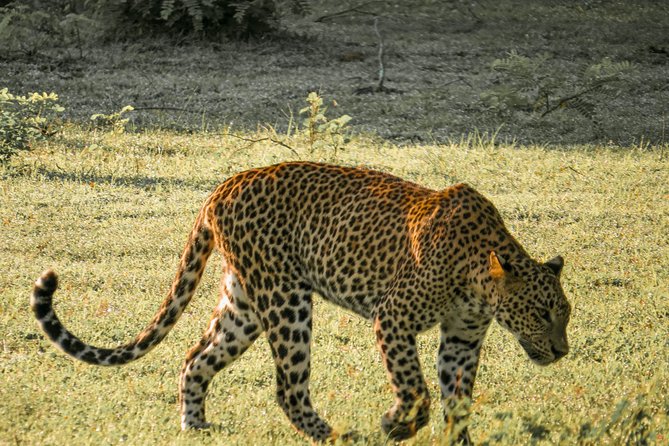 Yala National Park Private Safari - Important Considerations