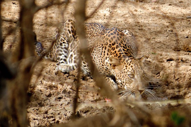 Yala National Park Private Safari - Pricing and Booking
