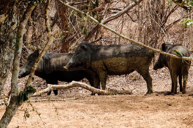 Yala National Park Private Safari - Feedback and Ratings