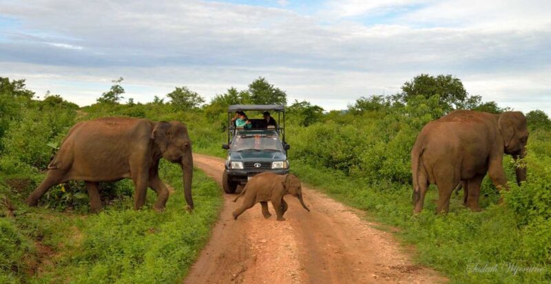 Yala National Park: Private Safari Day Trip With Lunch - Key Points