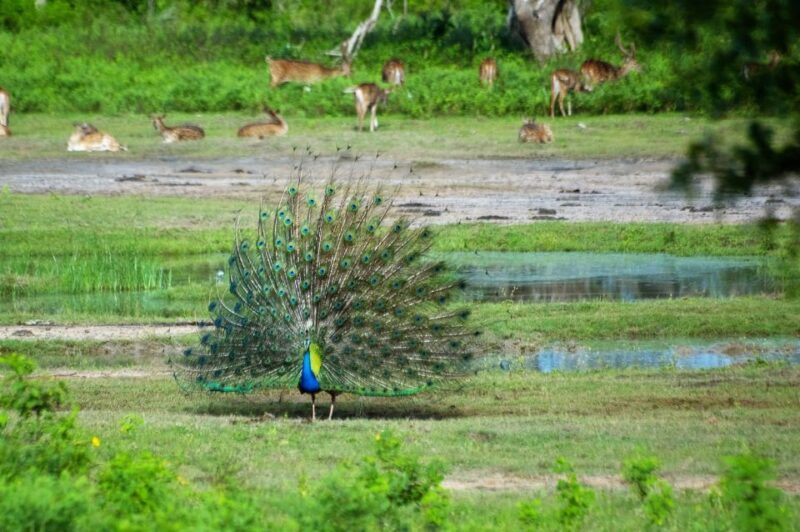 Yala National Park: Private Safari Day Trip With Lunch - Pickup and Drop-off Locations