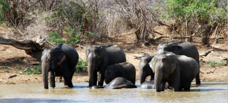 Yala National Park: Private Safari Day Trip With Lunch - Safari Experience Highlights