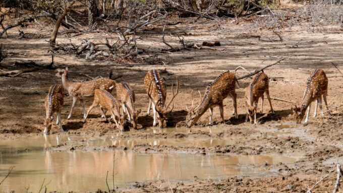 Yala National Park: Private Safari Day Trip With Lunch - Safari Scheduling Options