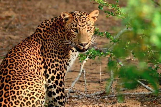Yala National Park Private Safari Trip From Galle/Unawatuna/Mirissa - Optional Lunch and Temple Visit
