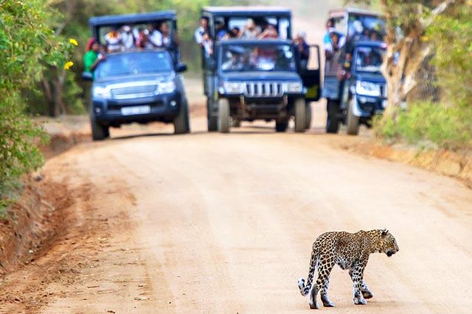 Yala National Park Safari Experience From Galle Including Lunch at a Campsite - Practical Information