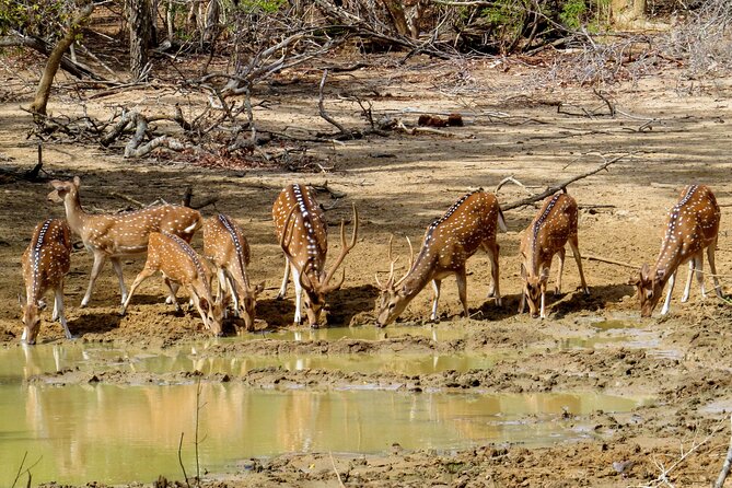 Yala National Park Safari From Bentota - Tour Overview