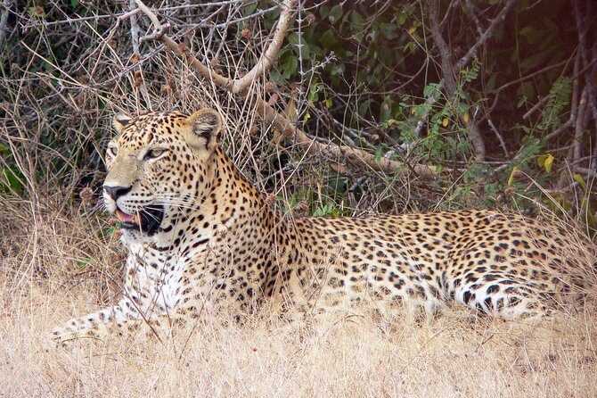 Yala National Park Safari From Bentota - Key Points