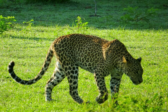 Yala National Park Safari From Bentota - Health and Accessibility