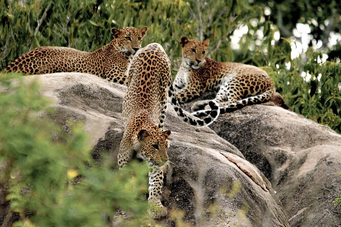 Yala National Park Safari From Bentota - Review Highlights