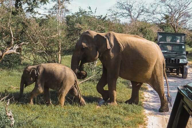 Yala National Park Safari From Bentota - Safari Experience