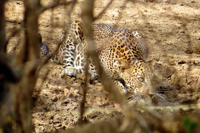 Yala National Park Safari From Bentota - Pricing and Booking