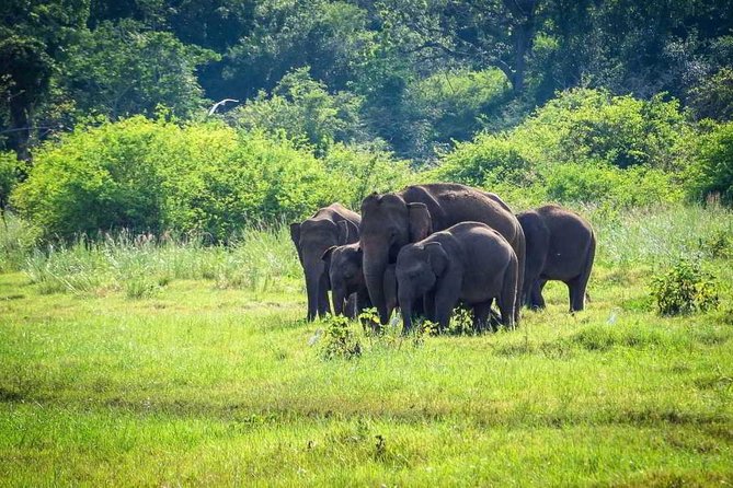 Yala National Park Safari From Ella - Diverse Wildlife