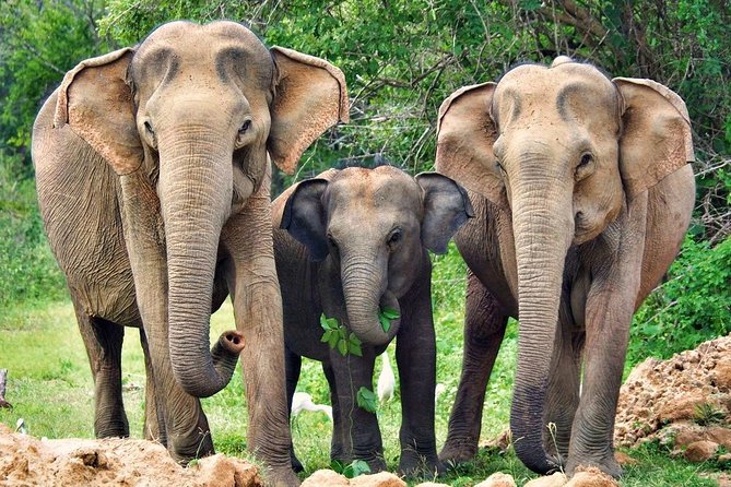 Yala National Park Safari From Ella - Inclusions and Pricing