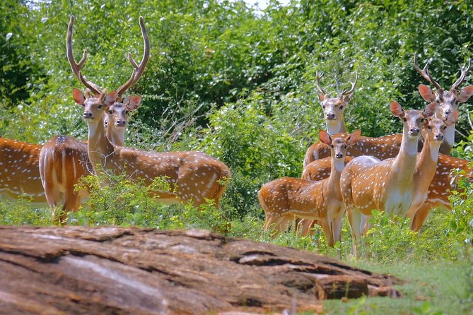 Yala National Park Safari From Ella - Pickup and Timing