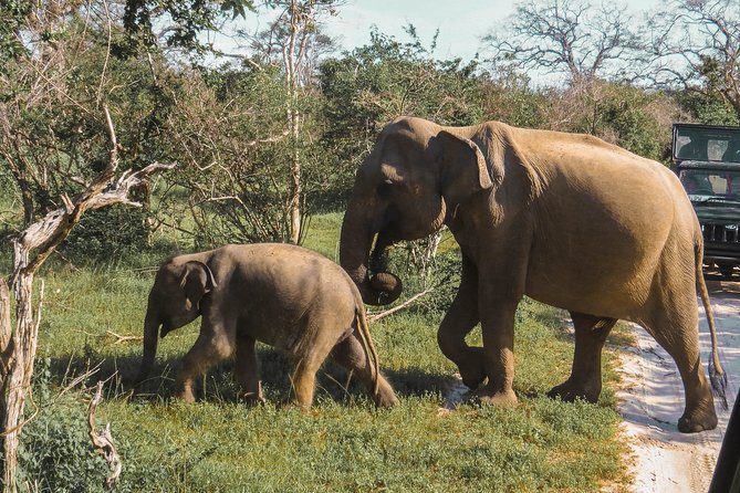 Yala National Park Safari From Galle - Inclusions