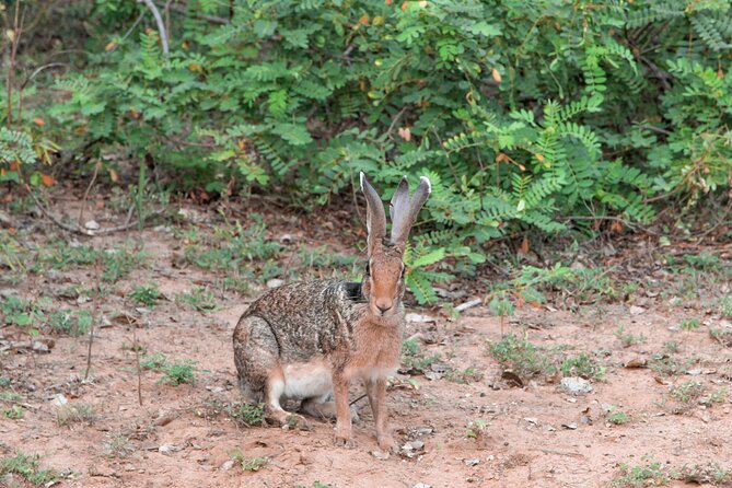 Yala National Park Safari From Galle - Wildlife Sightings