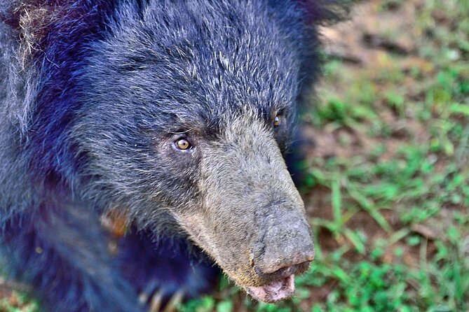 Yala National Park Safari From Galle - Wildlife Spotting Opportunities