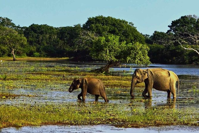 Yala National Park Safari From Galle - Safari Logistics and Experience