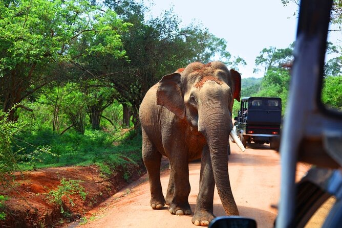 Yala National Park Safari From Galle - Sum Up