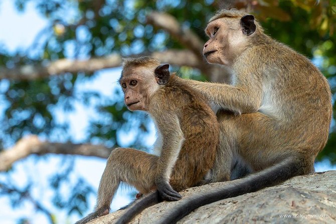 Yala National Park Safari From Galle - Tour Overview