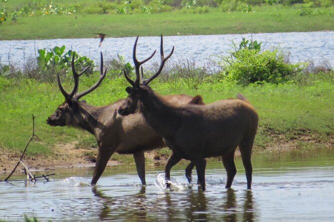 Yala National Park Safari From Galle - Travel Logistics