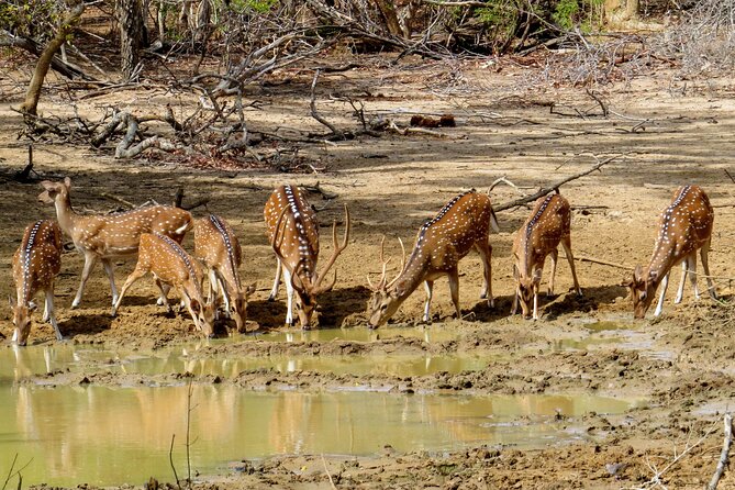 Yala National Park Safari From Galle - Getting to Yala National Park