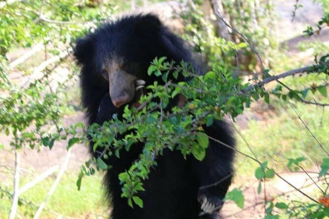 Yala National Park Safari from Hambantota Port - Setting Off from Hambantota: What to Expect