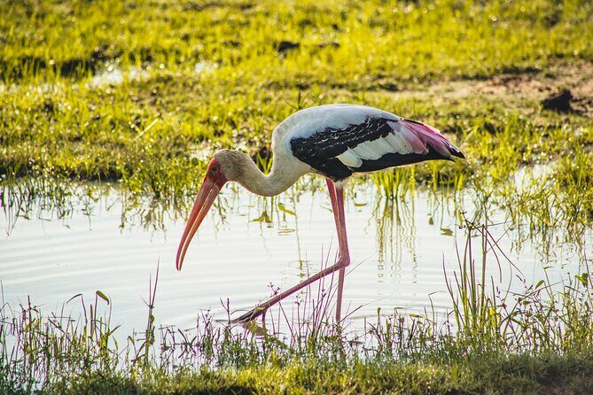 Yala National Park Safari from Hambantota Port - Guides and Customer Feedback: Why They Matter