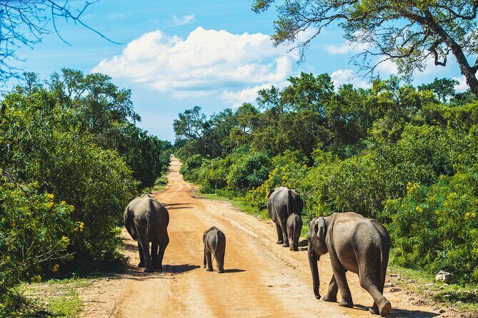 Yala National Park Safari from Hambantota Port - Price and Value Analysis