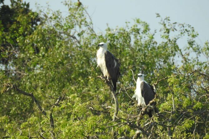 Yala National Park Safari from Hambantota Port - Who Should Consider This Tour?