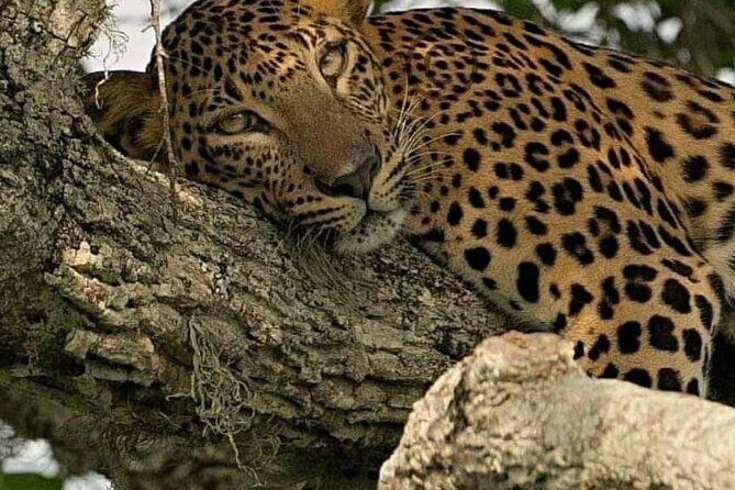 Yala National Park Safari from Hambantota Port - The Sum Up