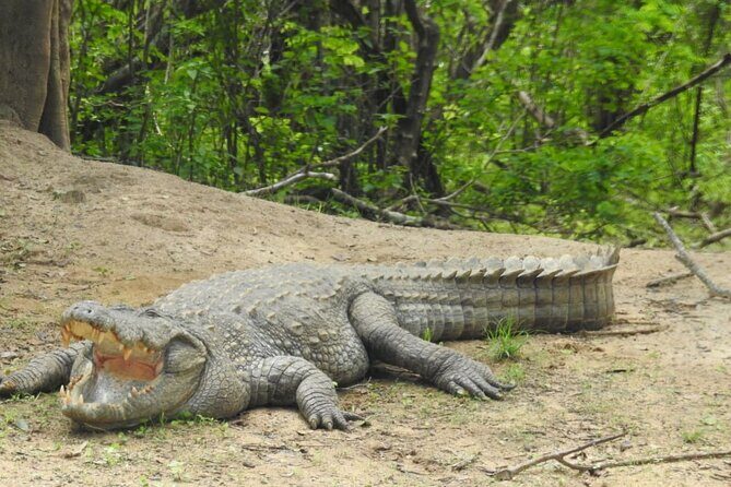 Yala National Park Safari from Hambantota Port - FAQ