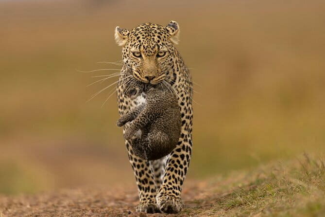 Yala National Park Safari from Hambantota port (Shore Excursion) - Key Points