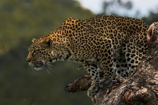 Yala National Park Safari from Hambantota port (Shore Excursion) - A Deep Dive into the Safari Experience