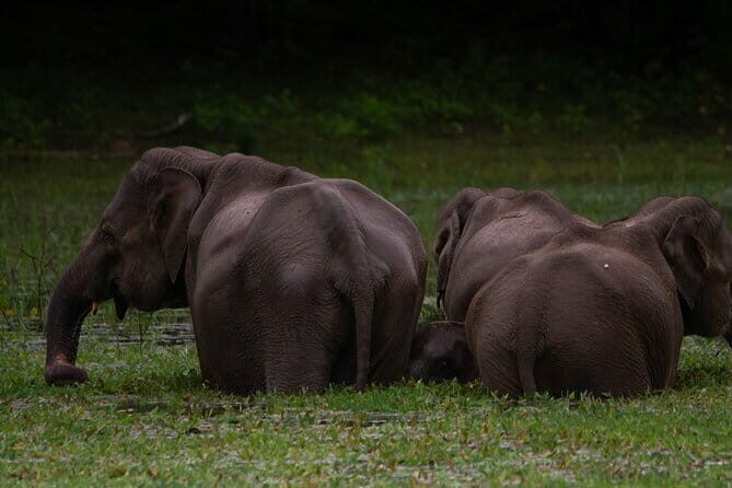 Yala National Park Safari from Hambantota port (Shore Excursion) - FAQ